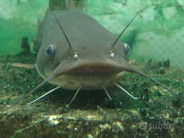 Pesce gatto italiano