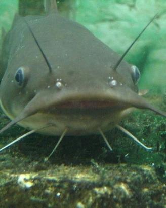 Pesce gatto italiano