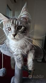 Maine Coon alta genealogia ultimi due maschi