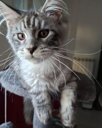 Maine Coon alta genealogia ultimi due maschi