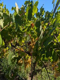 Uva da vino bianca (Trebbiano e malvasia)