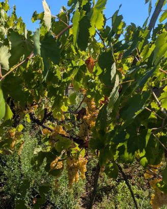 Uva da vino bianca (Trebbiano e malvasia)