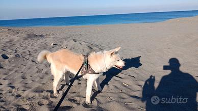 Akita