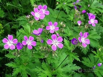 vasi quadrato bianco con piante bio 4 stagioni