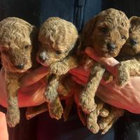 Cuccioli di Barboncini mini toy