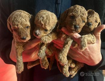 Cuccioli di Barboncini mini toy