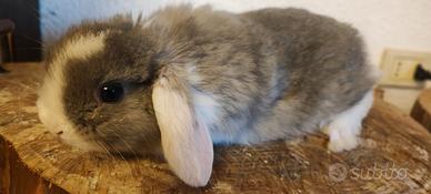 Conigli ariete nani (Milano)