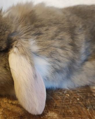 Conigli ariete nani (Milano)