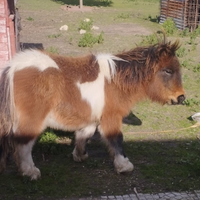 Mini pony shetland pezzato