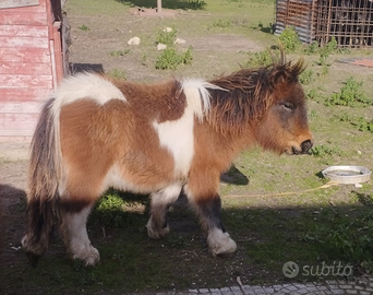 Mini pony shetland pezzato