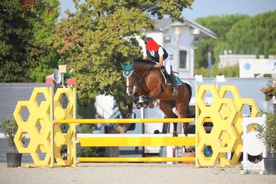 Cavallo da salto ostacoli