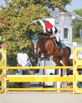 Cavallo da salto ostacoli