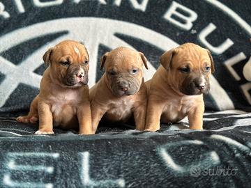Cuccioli american bully xxl