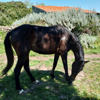 Cavallo linea corda