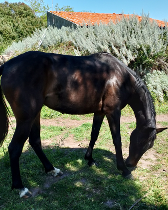 Cavallo linea corda