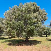 20 ALBERI D'ULIVI SECOLARI 