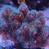 Corallo acquario marino