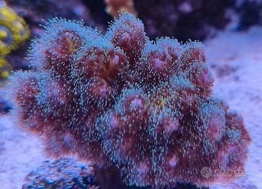 Corallo acquario marino