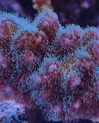 Corallo acquario marino