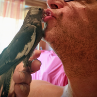 Calopsiti allevati mano addestrate giovani docili