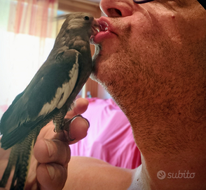 Calopsiti allevati mano addestrate giovani docili