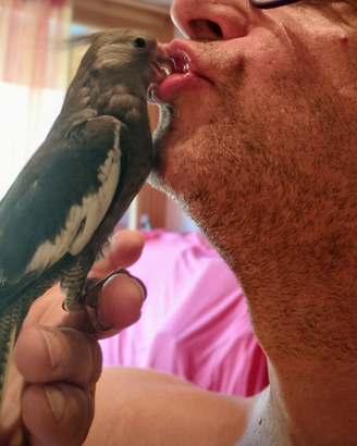 Calopsiti allevati mano addestrate giovani docili