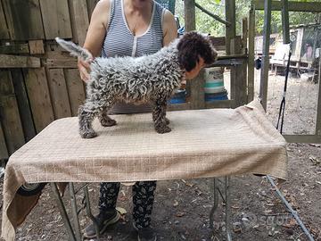Lagotto romagnolo