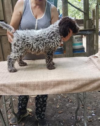 Lagotto romagnolo