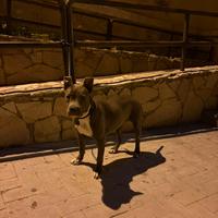 Amstaff blue nose