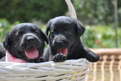 cuccioli labrador 