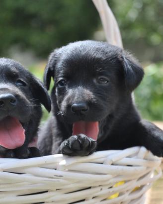 cuccioli labrador 