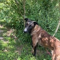 Pastore Belga Malinois 1 anno