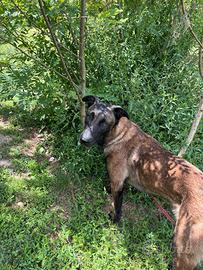 Pastore Belga Malinois 1 anno