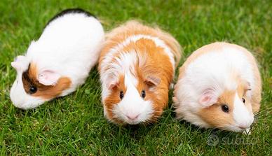 Criceti russi e cavie peruviane cuccioli