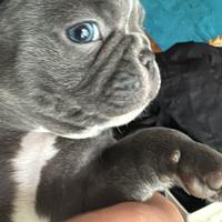 Ultimo maschietto di bulldog francese blue