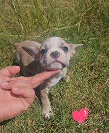 Bulldog francese