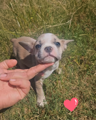 Bulldog francese