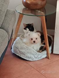 Maltese cucciolo tre mesi