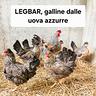 legabar-pulcini-e-galline-dalle-uova-azzurre