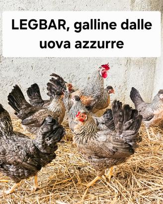 Legabar pulcini e galline dalle uova azzurre