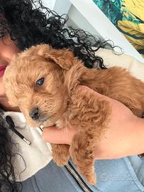 Barboncini toy e minitoy