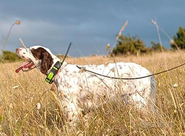 Setter inglese