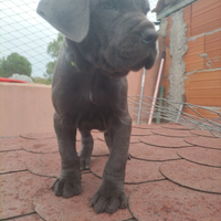 Cuccili di cane corso iriginali