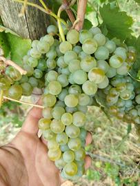 Uva da Vino Greco di Tufo DOCG