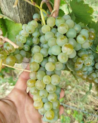 Uva da Vino Greco di Tufo DOCG