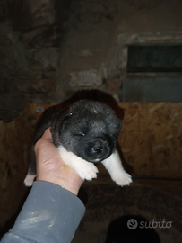 Cuccioli Akita americano