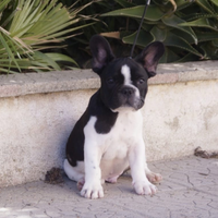 Bulldog francese maschi