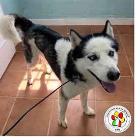 Maschio husky