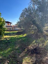 Terreno 6500 mq di cui 1500 mc edifificabili