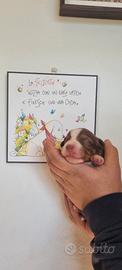 Australian Shepherd RED TRICOLOR